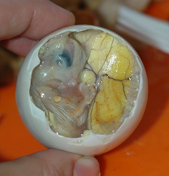 576pxInside_a_Balut__Embryo_and_Yolk-1.jpg