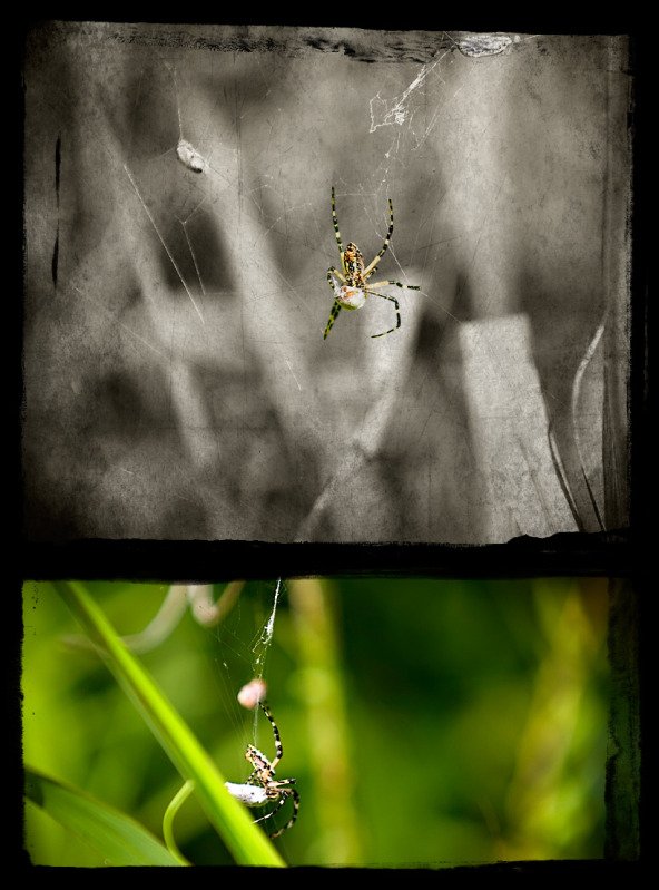 Arachnid-1.jpg