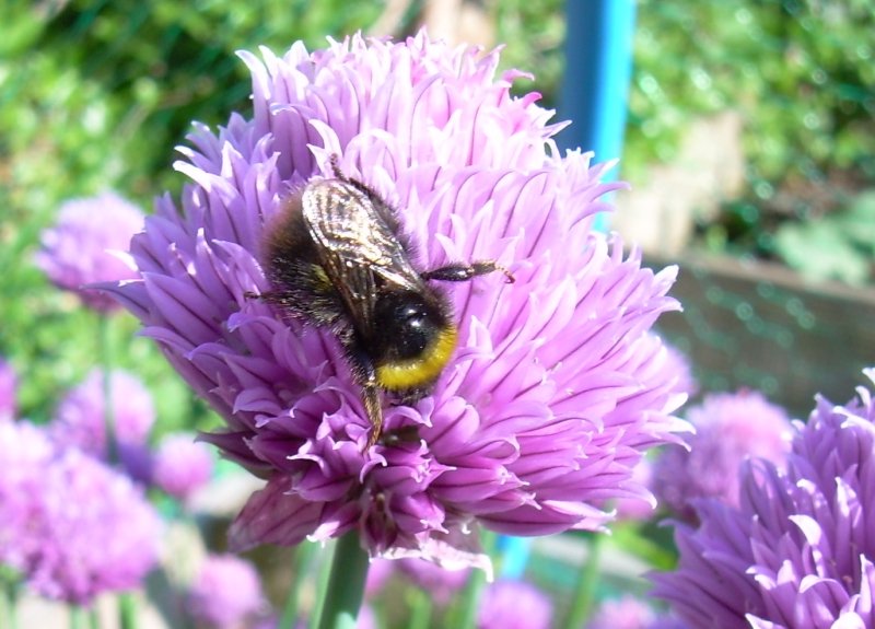Bumblebee-1.jpg