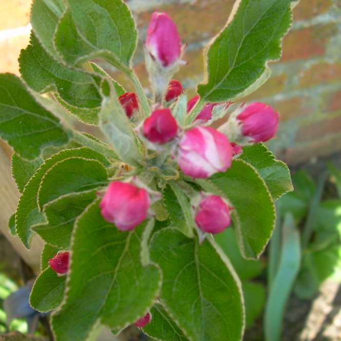 appleblossom1-1.jpg