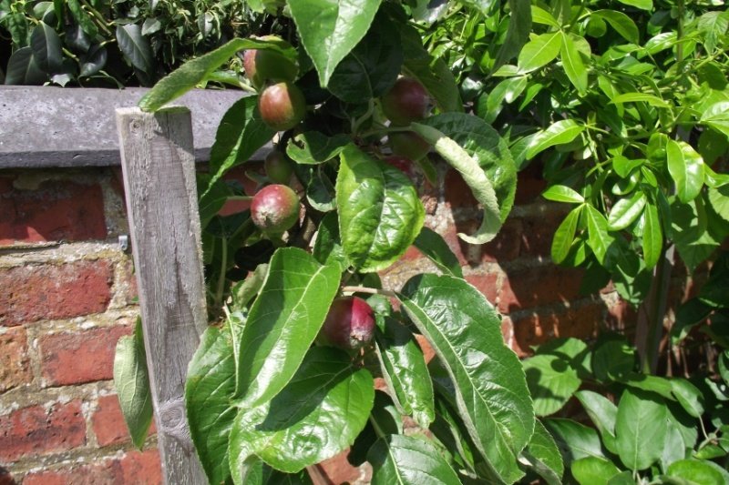 appletree-1.jpg