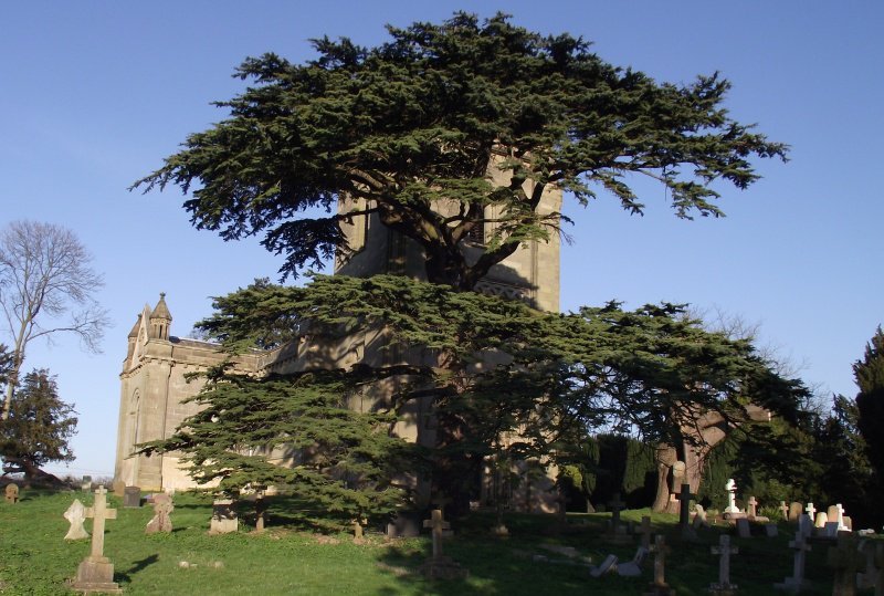 cedar-1.jpg