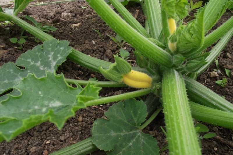 courgettes-1.jpg