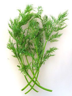 dillgreensmoothie-1.jpg