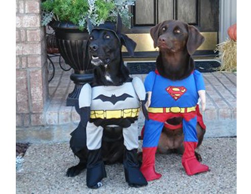 funnydogpicturessuperhero-1.jpg