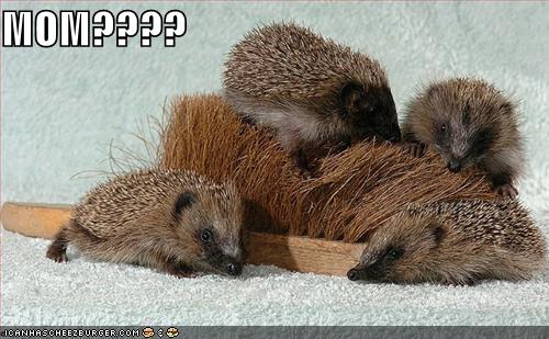 funnypicturesporcupinebrush-1.jpg