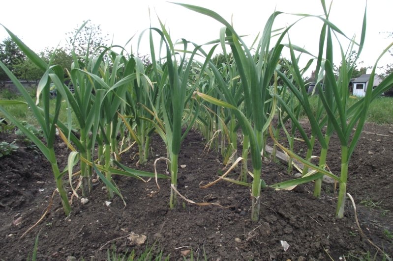 garlic-1.jpg
