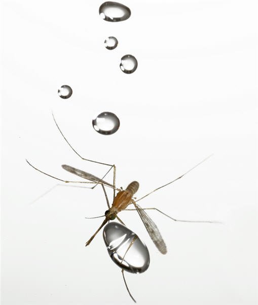 mosquito_raindrop-1.jpg