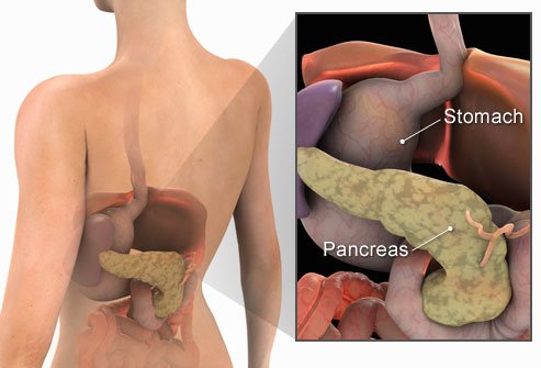pancreas-1.jpg
