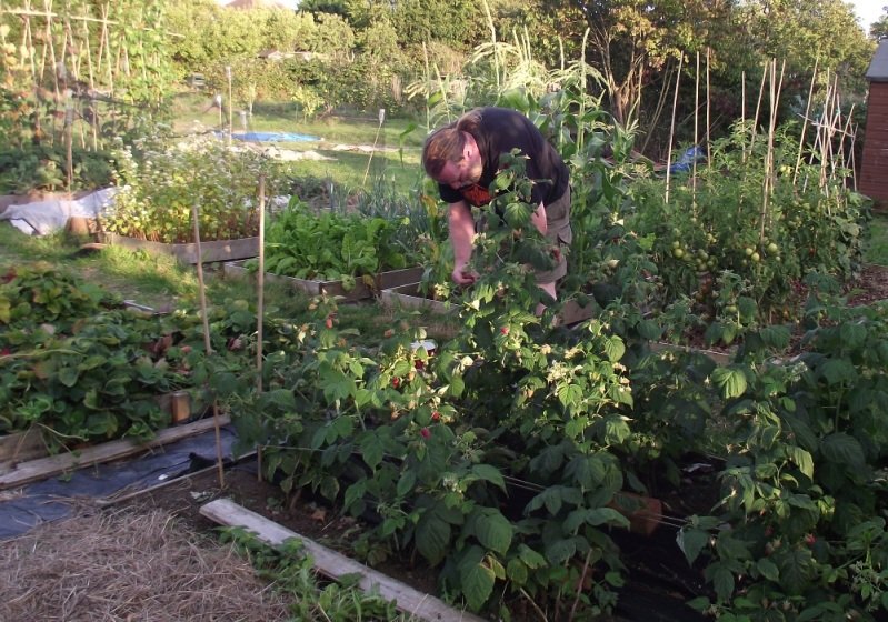 pickingraspberries-1.jpg