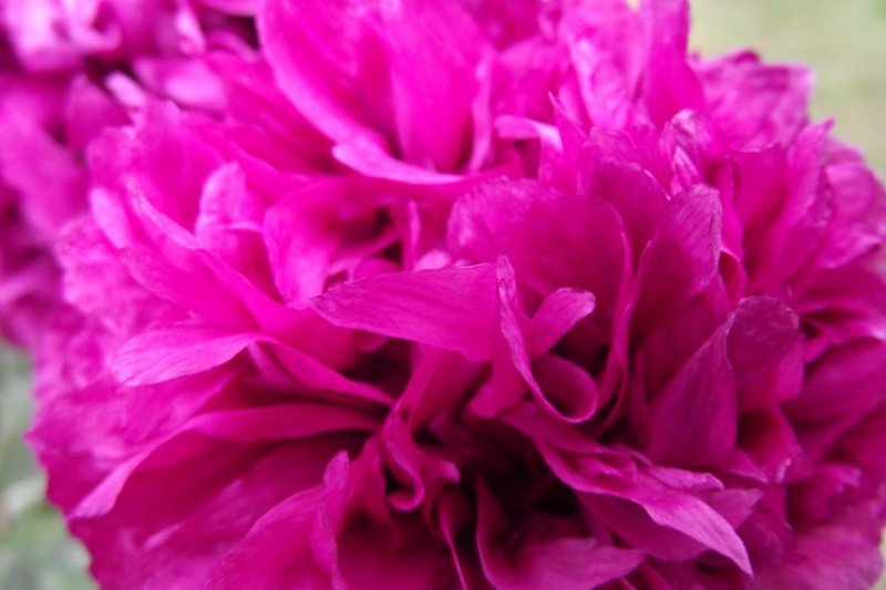 poppy-1.jpg