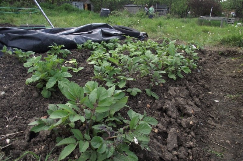 potatoes-1.jpg