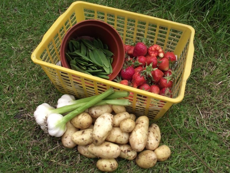 produce-1.jpg