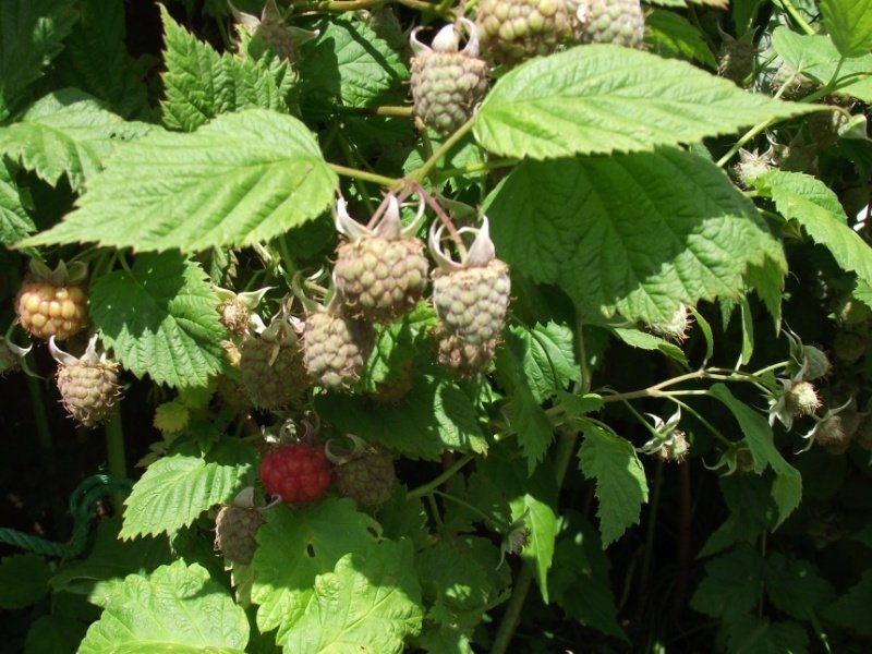 raspberries-1.jpg