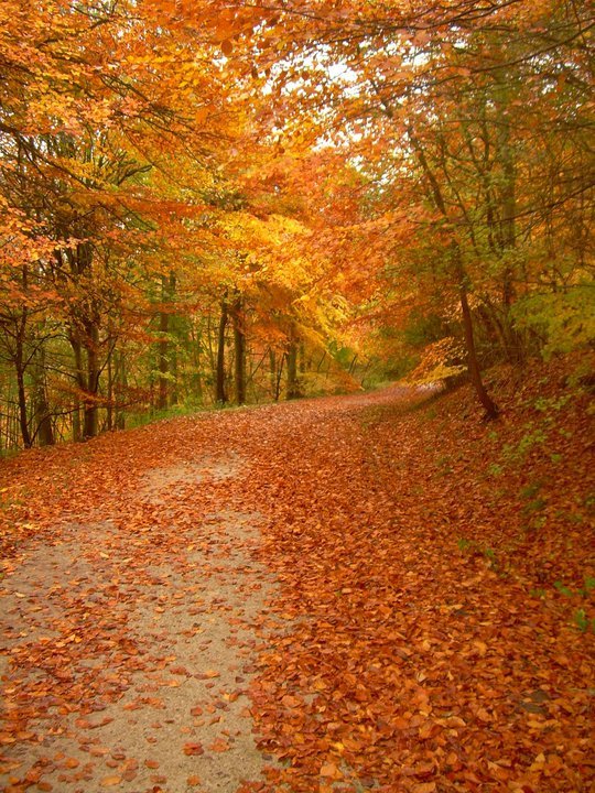 redleaves-1.jpg