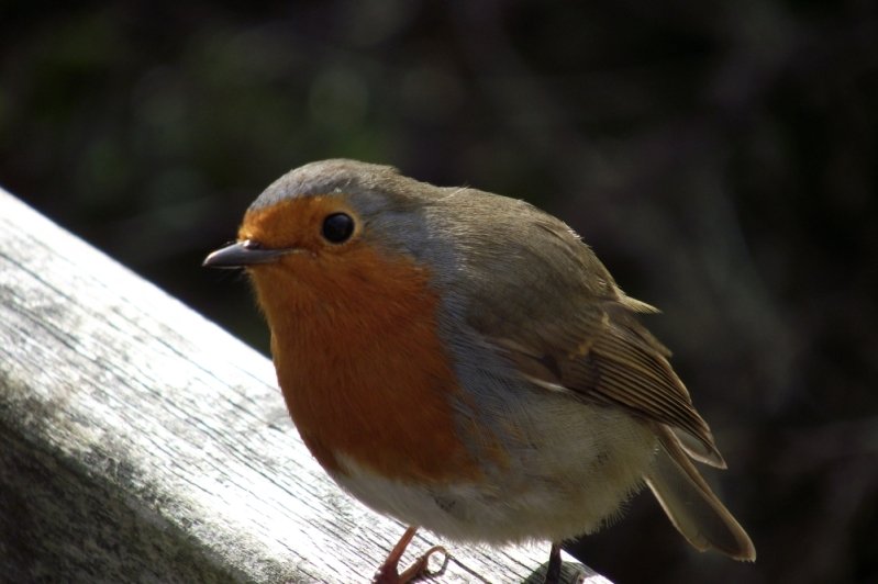 robin2-1.jpg