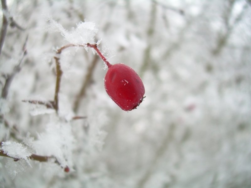 rosehip-1.jpg
