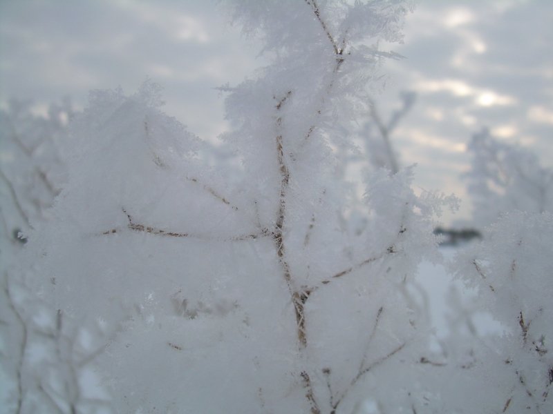 snowytwig-1.jpg