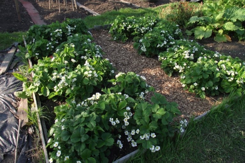 strawberries2-1.jpg
