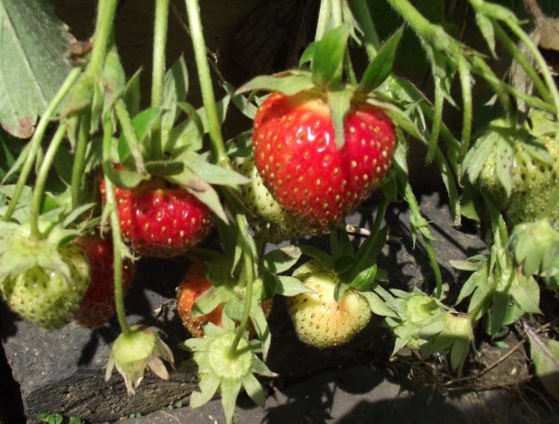 strawberries2012-1.jpg
