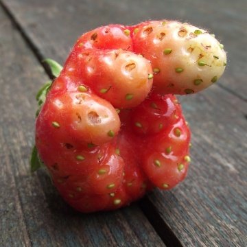 strawberryhand360-1.jpg