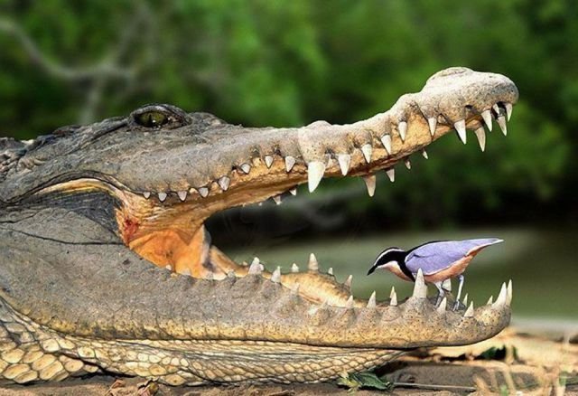 these_funny_animals_451_640_01-1.jpg