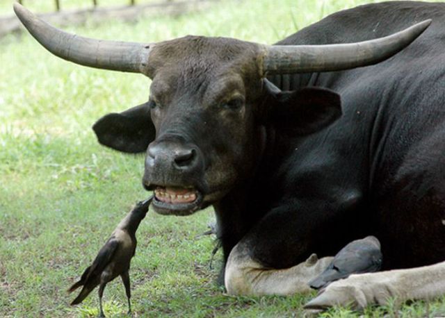 these_funny_animals_464_640_02-1.jpg