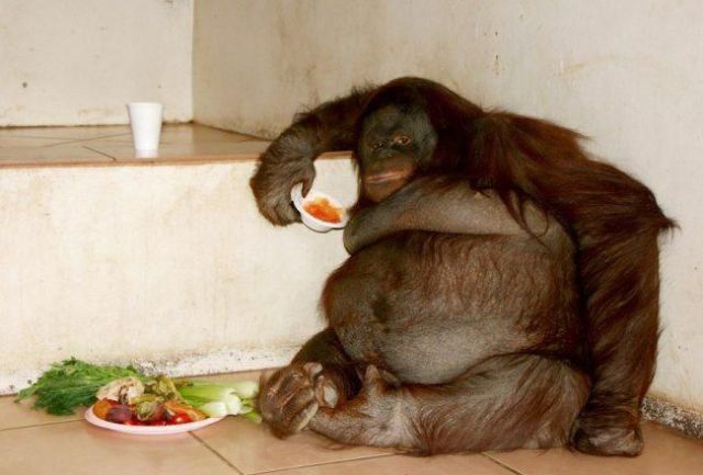 these_funny_animals_484_J3itY_640_01-1.jpg