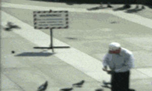 468488pigeonfi8-1.gif