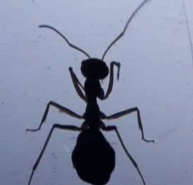 ant635-1.gif