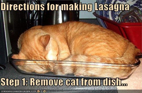 lasagnecat-1.jpg
