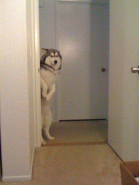 these_funny_animals_602_640_01-1.jpg