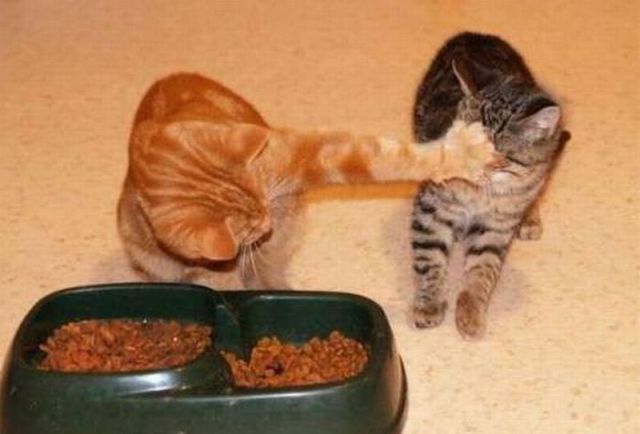 these_funny_animals_652_640_01-1.jpg