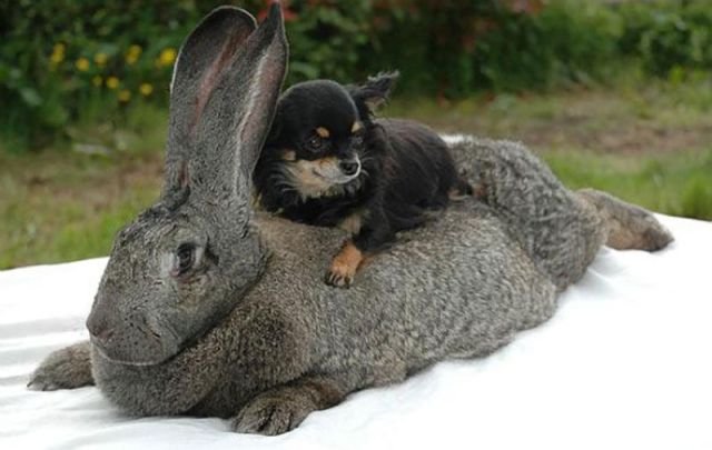 these_funny_animals_859_640_01-1.jpg
