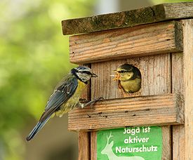 275pxParus_caeruleus_feeding-1.jpg