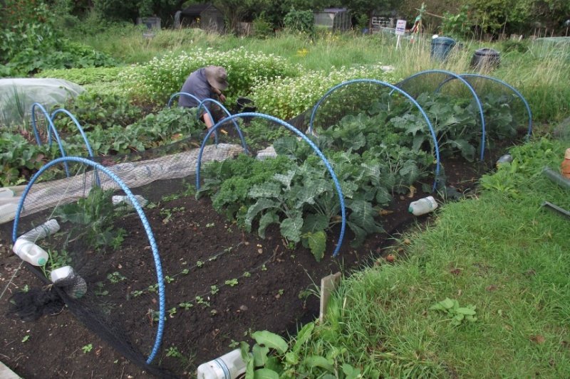 brassicas-1.jpg