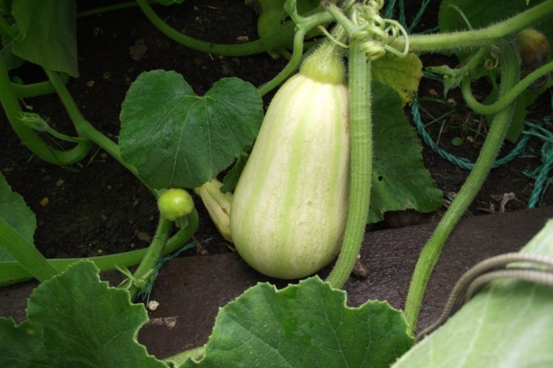 butternutsquash1-1.jpg