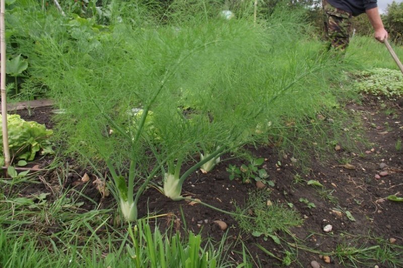 fennel-1.jpg