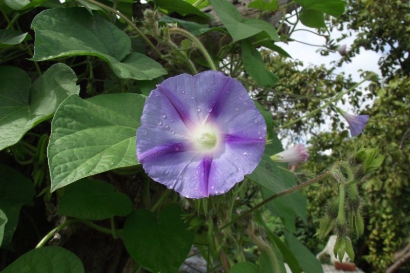 morninggloryclose-1.jpg