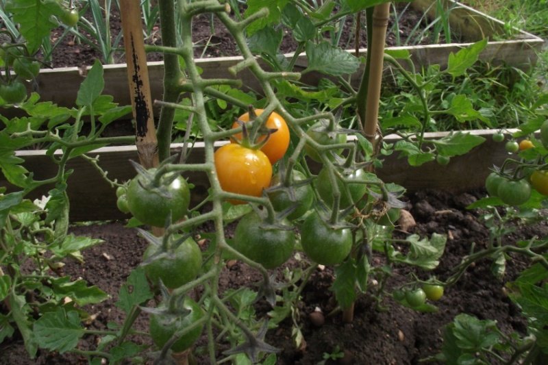 tomatoes-1.jpg