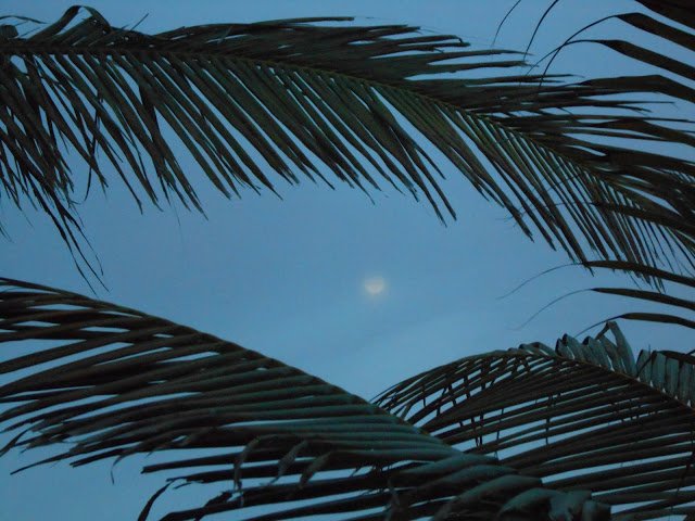 DSCN1440JPG-1.jpg