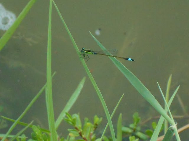 DSCN1453JPG-1.jpg
