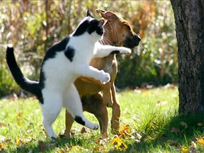 Imagenes_divertidas_de_animales-1.jpg