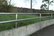ZAM1M-1.gif