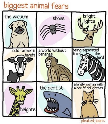 biggestanimalfears_pleated-1.jpg