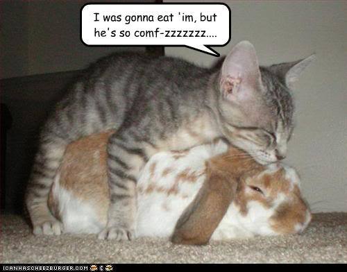funny_animal_captions3_large-1.jpg