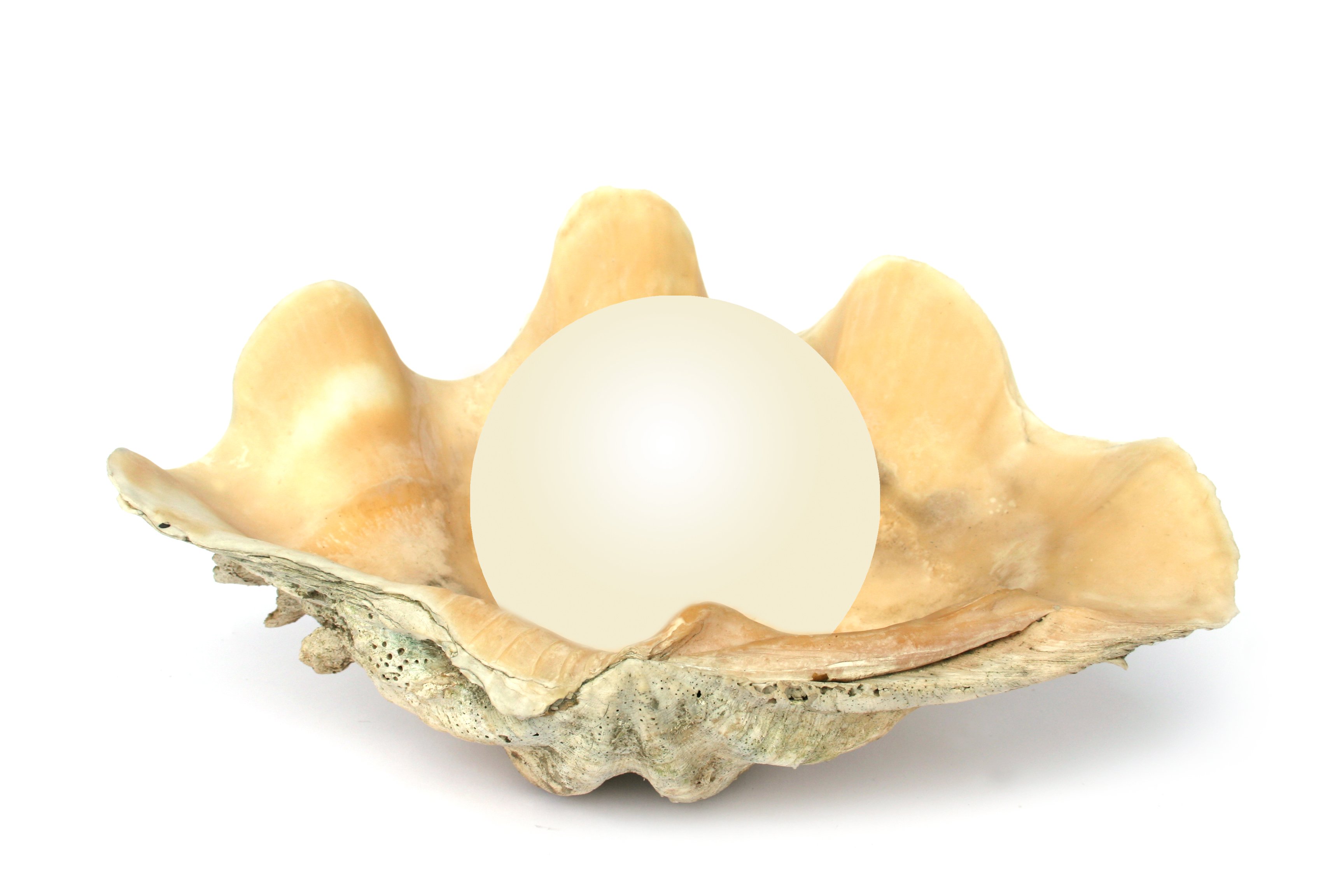 pearl-1.jpg