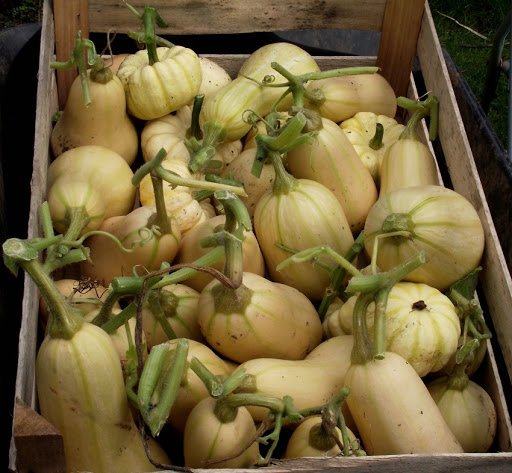 squashes-1.jpg