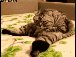 whhxi-1.gif