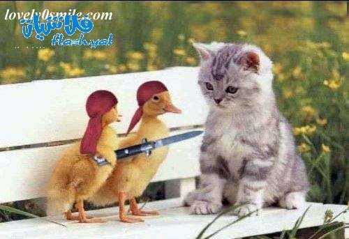 7696_funycat21-1.jpg